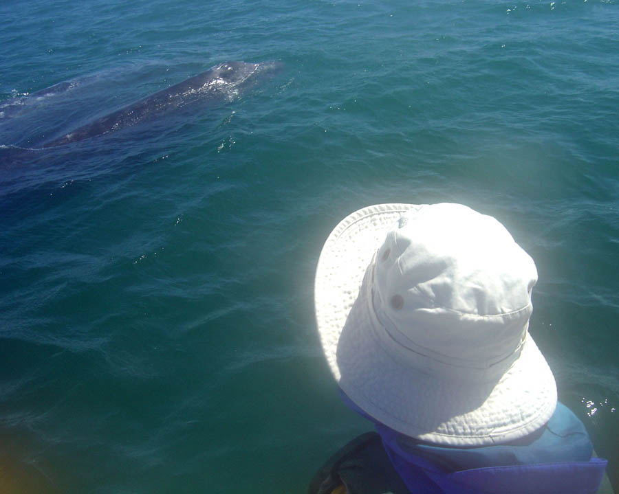 Grey whales Mark 009