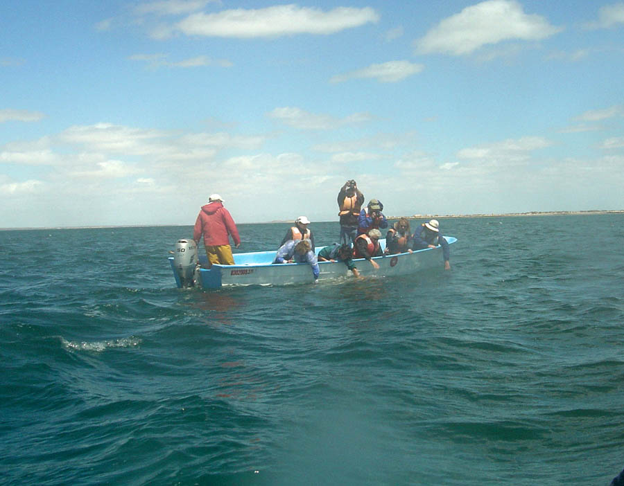 Grey whales Mark 025