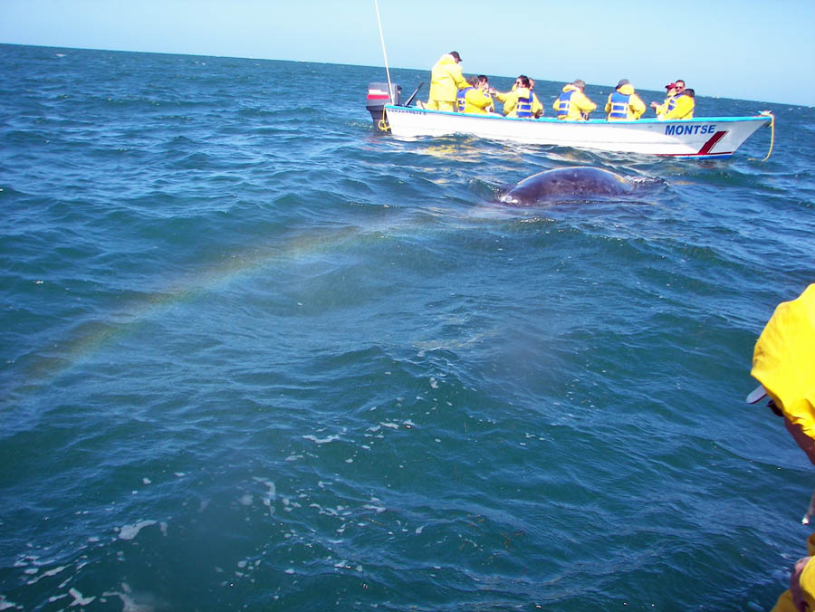 grey whales 2008 157