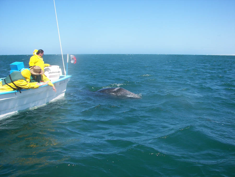 grey whales 2008 172